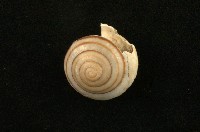 藏品(蘭嶼蝸牛)的圖片